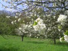 Im Frühjahr erfreut der Anblick blühender Obstbäume; Foto: Biologische Station StädteRegion Aachen (2010)