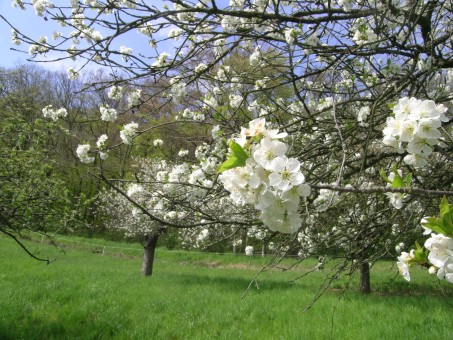 Im Frühjahr erfreut der Anblick blühender Obstbäume; Foto: Biologische Station StädteRegion Aachen (2010)