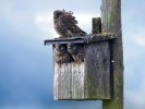 Drei Turmfalken im und am Vogelhäuschen; Foto: O. Sieger