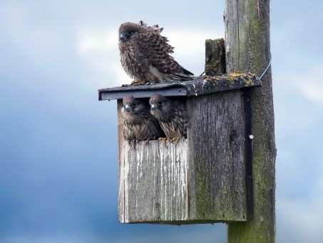Drei Turmfalken im und am Vogelhäuschen; Foto: O. Sieger
