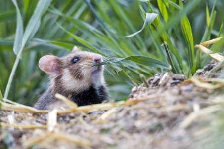 Der Feldhamster erkundet sein Areal; Foto: Jonas Haubrich, Biologische Station Bonn/Rhein-Erft e.V. (2019)