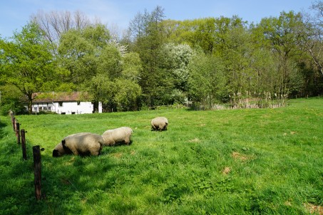 Schafweide und Wassermühle in Ronkenstein; Foto: Nicole Schmitz (2018)