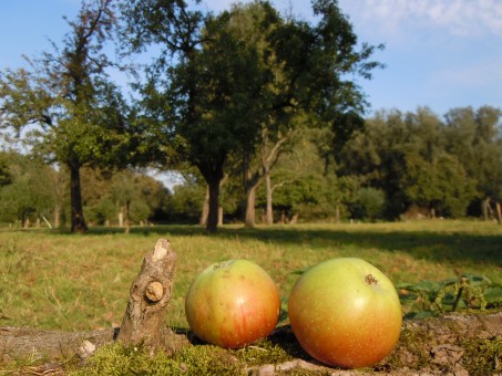 Apfelbäume und ihre Früchte; Foto: Biologische Station Haus Bürgel (2011)