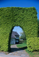 Buchenhecken in Monschau-Höfen; Foto: Jürgen Gregori, LVR-Amt für Denkmalpflege im Rheinland (2010)