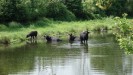 Wasserbüffel pflegen das Naturschutzgebiet Hornpottweg; Foto: NABU-Naturschutzstation Leverkusen-Köln