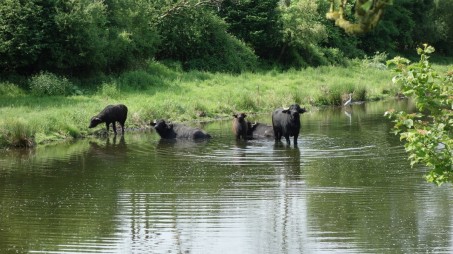 Wasserbüffel pflegen das Naturschutzgebiet Hornpottweg; Foto: NABU-Naturschutzstation Leverkusen-Köln