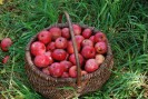 Auf dem Bild sieht man einen Korb voll mit roten Äpfeln auf einer grünen Wiese stehen.