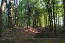 Das Foto zeigt einen Wald. In der Mitte befindet sich ein Graben.