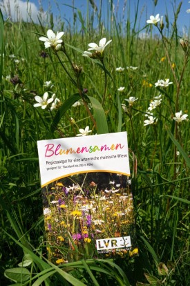 Samentütchen in blütenreicher Wiese; Foto: Annette Schwabe/LVR (2023)