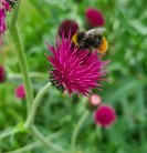 Auch bei den diesjährigen Projektförderungen im LVR-Netzwerk Kulturlandschaft spielt der Insektenschutz wieder eine große Rolle (Foto: Verena Niehuis, Biologische Station Westliches Ruhrgebiet)
