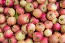 Reiche Apfelernte auf dem Obstwiesenfest; Foto: © Guido Schiefer / LVR