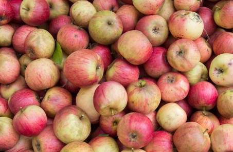 Reiche Apfelernte auf dem Obstwiesenfest; Foto: © Guido Schiefer / LVR