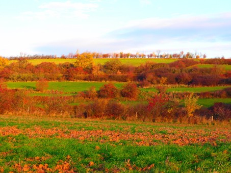 Ackerterrassen bei Glehn; Foto: © Jennifer Thelen / Biologische Station im Kreis Euskirchen e.V.