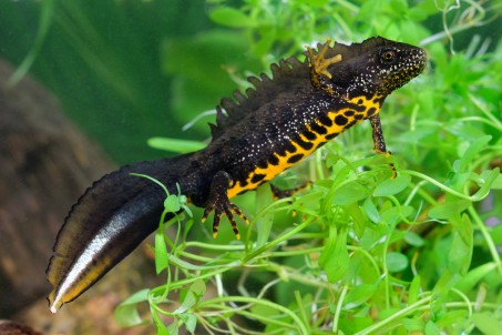 Kammmolch im Gewässer; Foto: © Hans-Georg Wende / Biologische Station Krickenbecker Seen e.V.