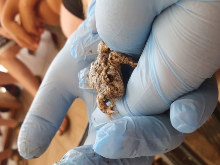 Die Geburtshelferkröte; Foto: © Christin Jockenhöfer; Biologische Station Haus Bürgel, 2023.