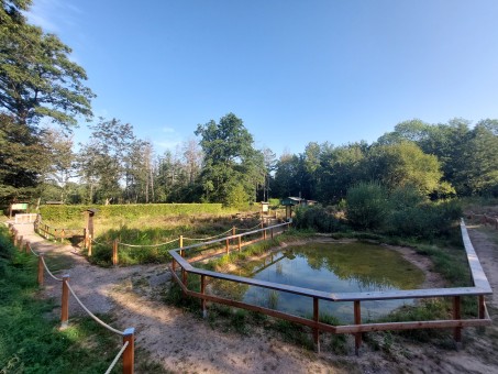 Der Heidelehrpfad in Solingen; Foto: &copy; Anke Kottsieper / Biologische Station Mittlere Wupper, 2022.