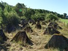 Der Westwall als Biotopverbund; Foto: Dr. Manfred Aletsee/NABU-Naturschutzstation Aachen