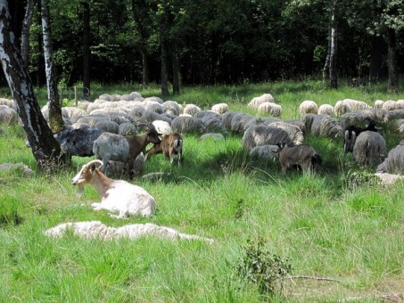 Schafe und Ziegen in der Ohligser Heide; Foto: Dr. Jan Boomers / Biologische Station Mittlere Wupper