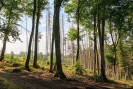 Intakte Buchen vor Fichten-Kalamität im NSG Pfengstbachtal, Foto: Nico Wagner / LVR