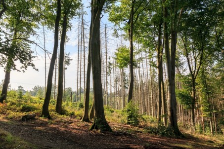 Intakte Buchen vor Fichten-Kalamit&auml;t im NSG Pfengstbachtal; Foto: Nico Wagner / LVR