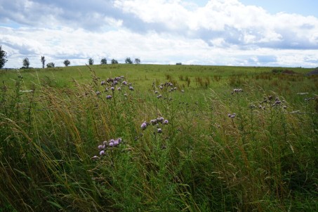 Landschaft bei Dannenberg im Bergischen Land. © Martina Gelhar / LVR-Abteilung Kulturlandschaftspflege