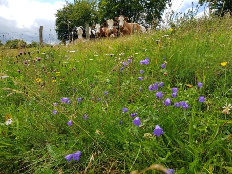 Bl&uuml;hende Eifel-Wiese; Foto: &copy; Biologische Station im Kreis D&uuml;ren e.V.