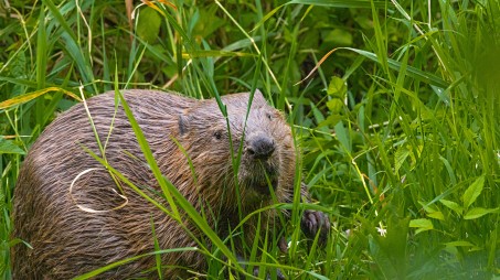 Ein Biber sagt Hallo! Foto: &copy; Norbert Hennecke / Biologische Station Haus B&uuml;rgel e.V.