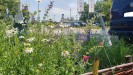 Die D&uuml;sseldorfer Regio-Saatgut Mischung 2.0! (&copy; Biologische Station Haus B&uuml;rgel e. V.)