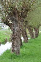 Kopfbäume an der Swalm - historische Kulturlandschaftselemente und wertvolle Lebensräume (Foto: Nicole Schmitz)