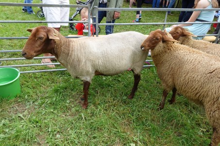 Schafzucht &bdquo;zum Anfassen&ldquo; auf der Bergischen Landpartie in Bensberg (Foto: Thomas Bentler/LVR, 2016)