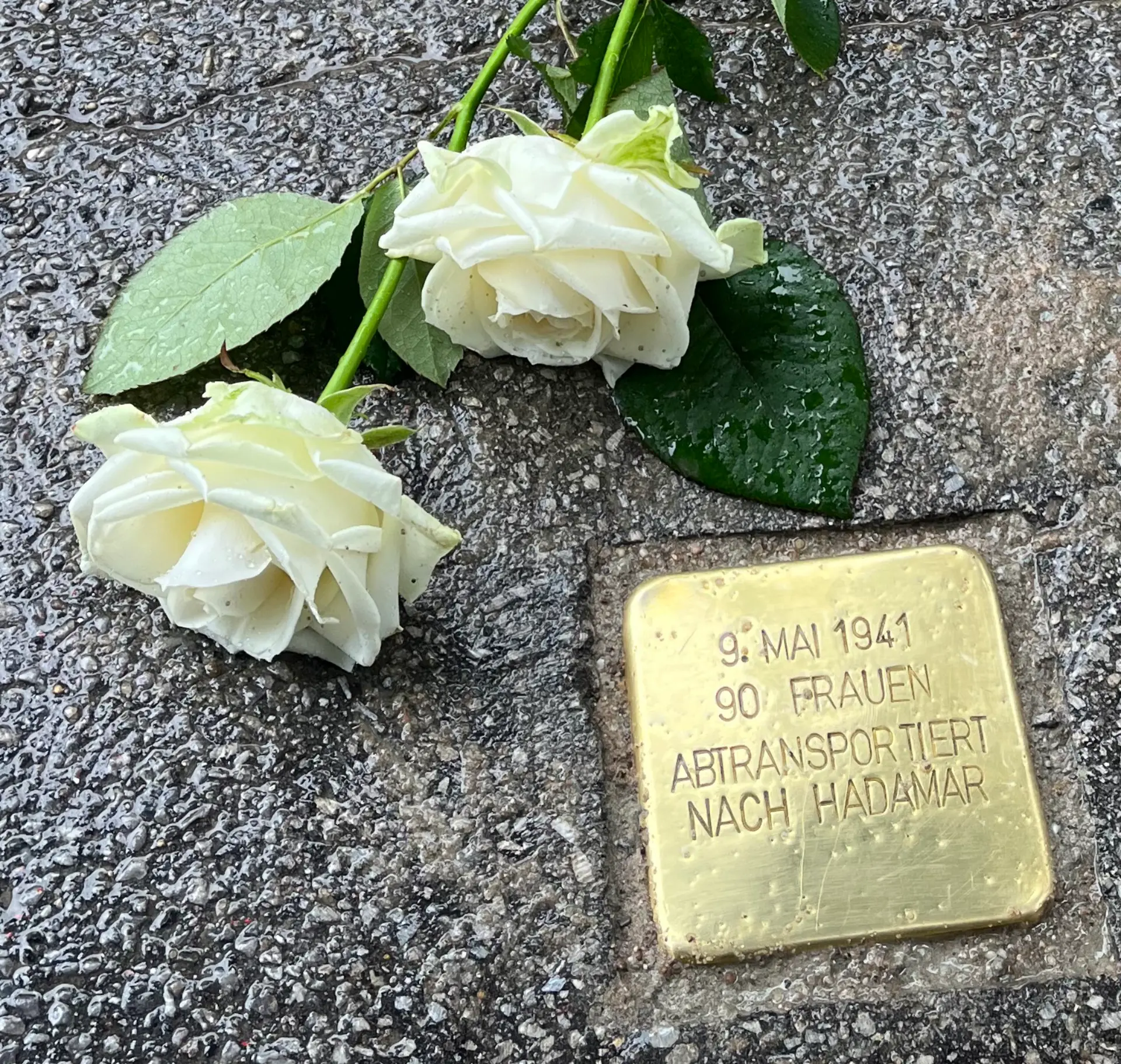 Ein frisch verlegter Stolperstein auf dem Gelände der LVR-Klinik Viersen. Daneben wurde eine weiße Rose abgelegt.
