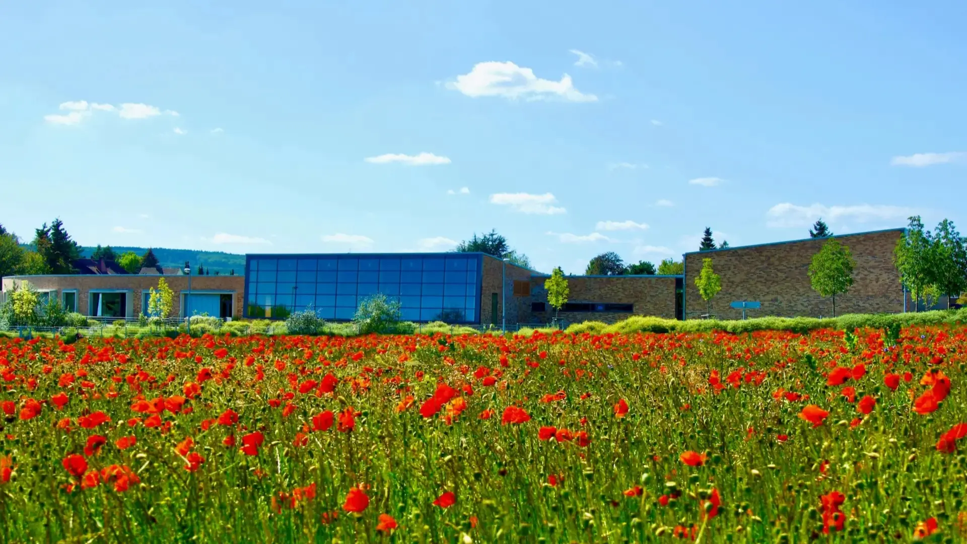 Wiese mit Mohnblumen vor dem Schulgebäude