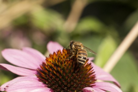 Biene bei der Nahrungsaufnahme auf einer Blüte.