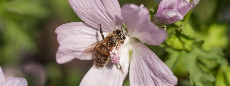Eine pollenbestäubte Wildbiene in einer Blüte.