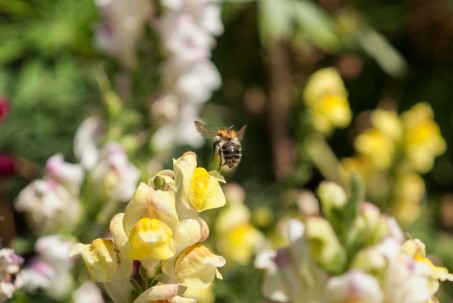 Biene im Anflug auf eine Blüte.