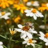 Biene auf einer Blüte.