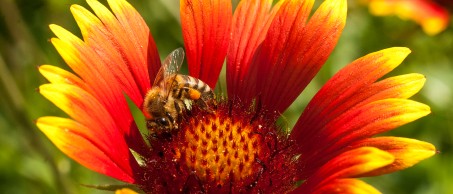 Eine Honigbiene bei der Arbeit auf einer Blüte.