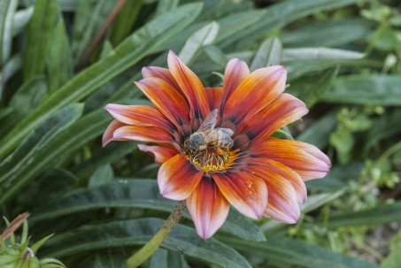 Eine Honigbiene bei der Nektaraufnahme mit gefülltem Pollenhöschen auf einer Blüte im Rheinpark in Köln-Deutz.