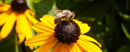 Foto auf einer Blüte im Rheinpark in Köln-Deutz.