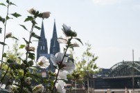 Blütenpracht in Köln-Deutz mit Dom und Hohenzollernbrücke im Hintergrund.