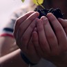 Hände eines Kindes aneinander gehalten bilden eine kleine Mulde, darin Erde, aus der eine kleine Pflanze wächst