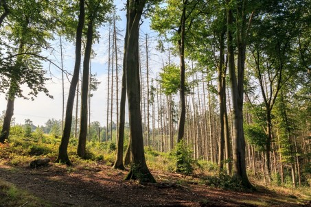 Intakte Buchen vor Fichten-Kalamit&auml;t im Naturschutzgebiet Pfengstbachtal