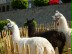 Foto: zwei weiße und ein schwarzes Lama.