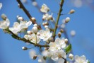 Kirschblüte in Leverkusen.