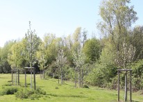 Auf einer Wiese stehen acht junge, blühende Obstbäume.