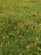 Foto: Blumenwiese im Naturpark Maas-Schwalm-Nette