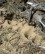Foto: Sandtrichter von Ameisenlöwen