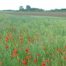 Wiese mit Mohnblumen
