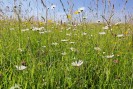 Blühende Blumen auf einer Wiese