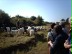 Foto: Ziegen und Schafe in der Heid